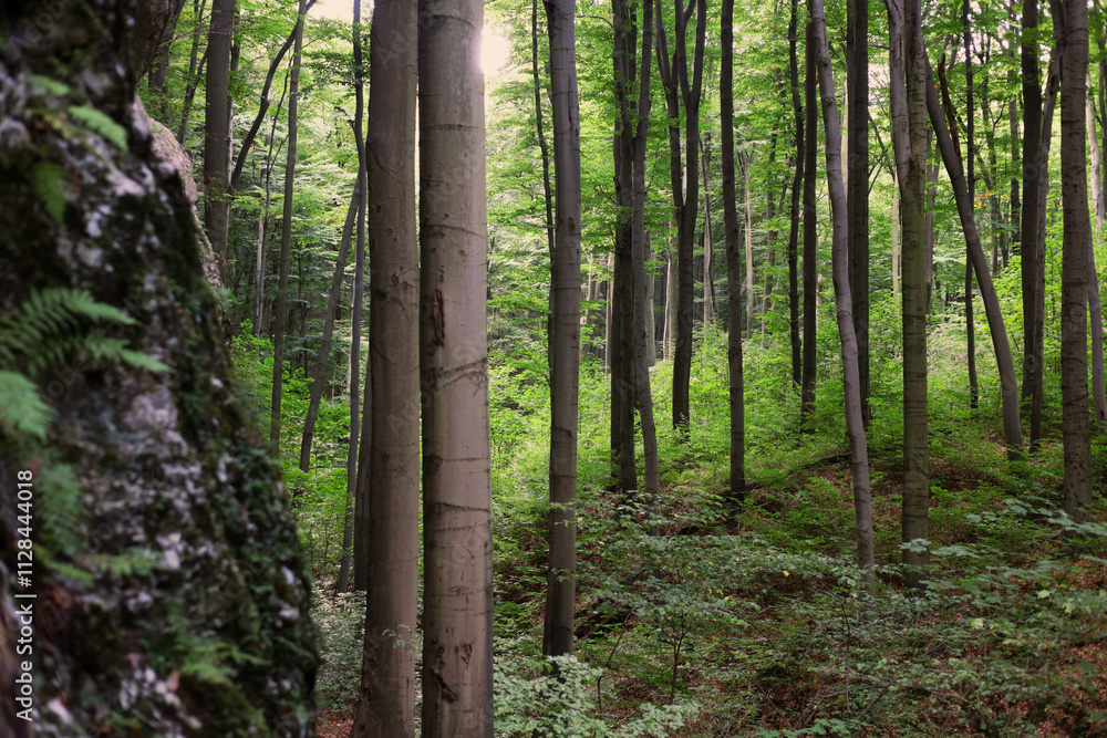 Fototapeta premium Lush forest view with a limestone rock on the side, sun shining between the trees