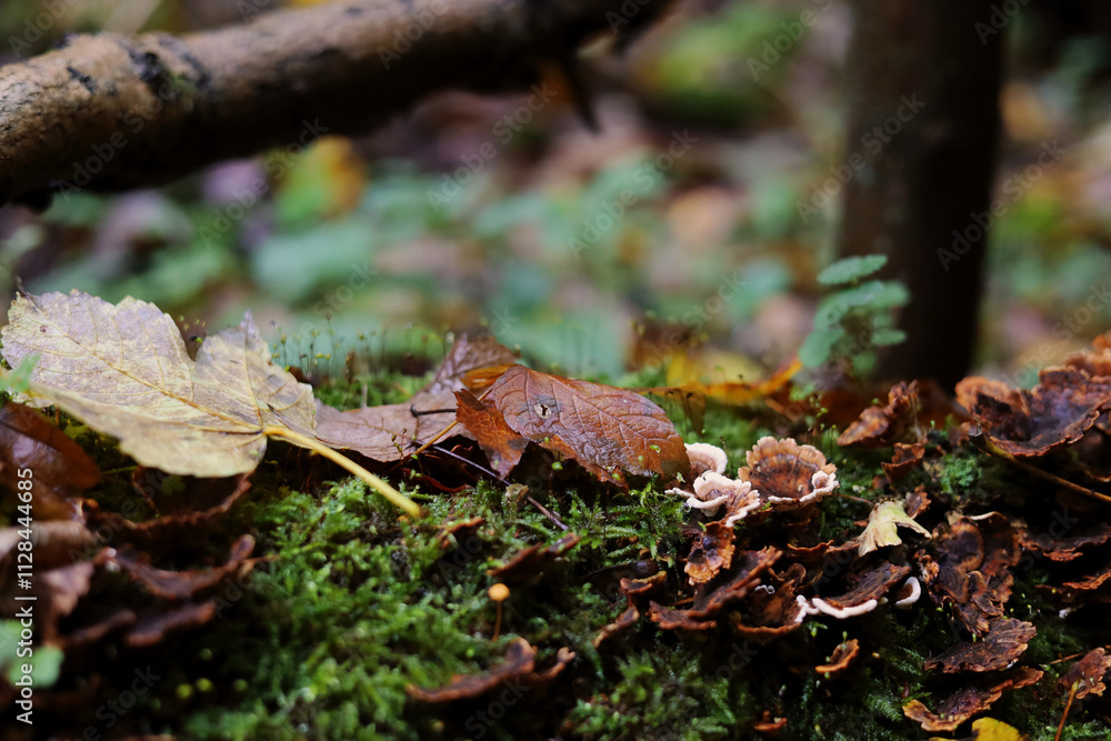 Close up of the beautiful autumn scenery, yellow leaf on the brown mushrooms with bokeh colorful background Close up of the beautiful autumn scenery, yellow leaf on the brown mushrooms with bokeh colorful background