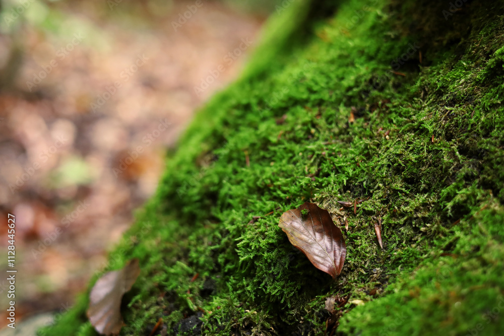 Single brown leaf on the mossy tree Single brown leaf on the mossy tree