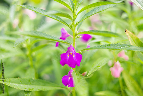 Beautiful flowers in Burma Impatiens balsamina, commonly known as balsam or garden balsam, are colorful.