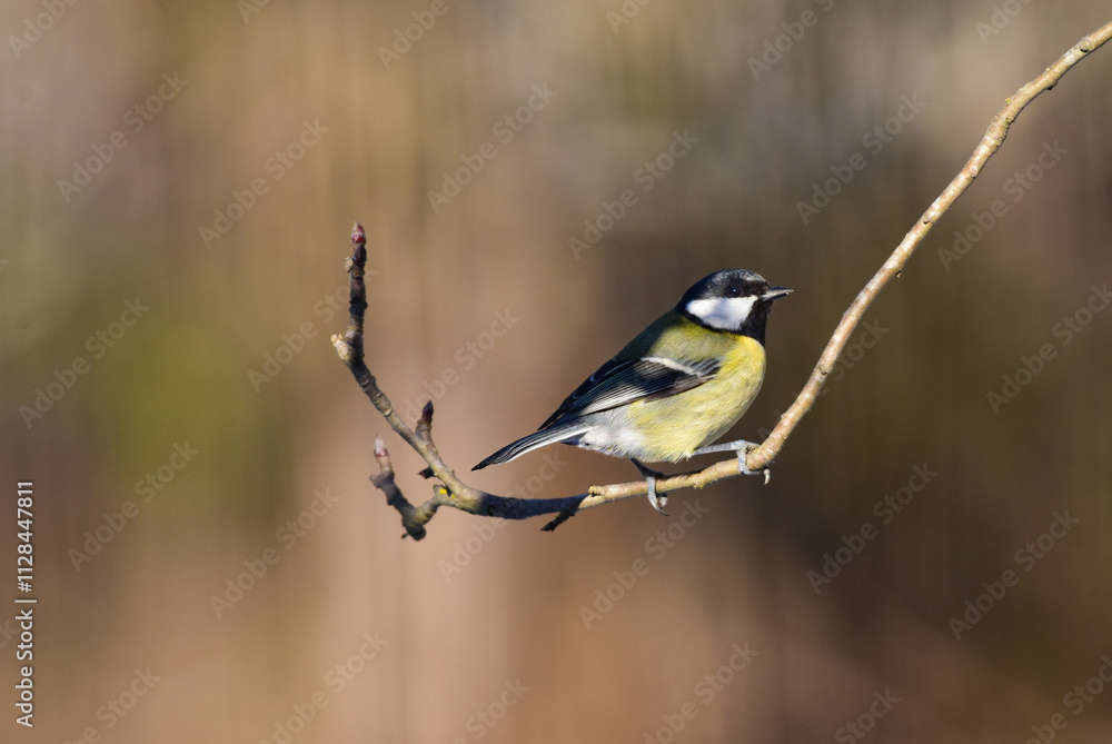 Obraz premium Great Tit, Parus Major Perched on a Tree Branch, Warm Blurred Background. Romania Wildlife in Natural Habitat.