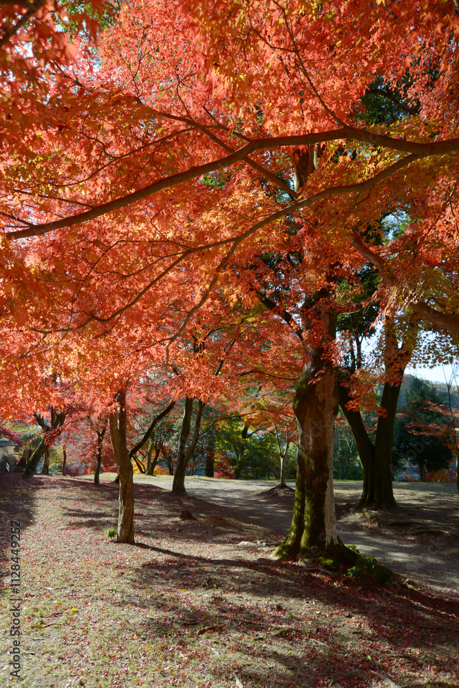 興聖寺 参道脇の紅葉 京都府宇治市 興聖寺 参道脇の紅葉 京都府宇治市