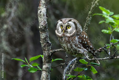 A small Boreal owl perched on a Birch and looking forward during a summer day in Riisitunturi National Park, Northern Finland