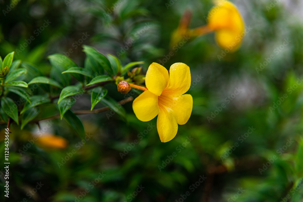 Fototapeta premium The yellow bell flower in Burma, Allamanda cathartica or Golden Trumpet Flower, is a beautiful golden yellow flower with bright green leaves.
