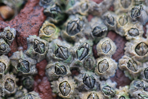 Foto Close-up of clustered barnacles with visible shell openings and textured calcare