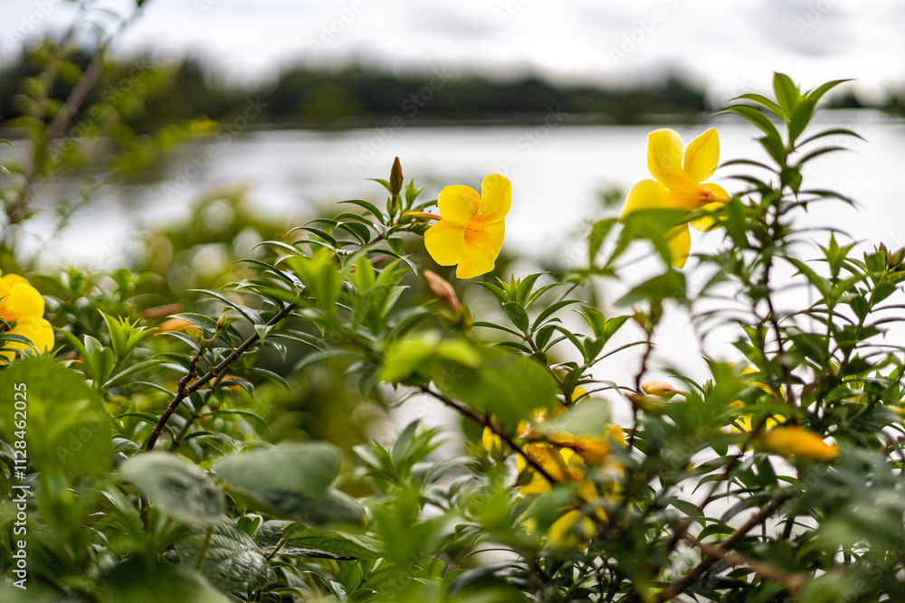 Obraz premium The yellow bell flower in Burma, Allamanda cathartica or Golden Trumpet Flower, is a beautiful golden yellow flower with bright green leaves.
