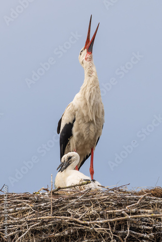 storch photo