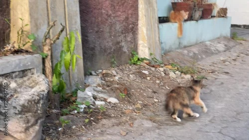 4k video footage of The stray kittens are playing tag on the street in a residential area in the morning. Concept for World Animal Day photo