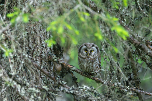 A cute Boreal owl perched in the middle of Spruce branches and looking around in an old-growth forest in Riisitunturi National Park, Northern Finland	