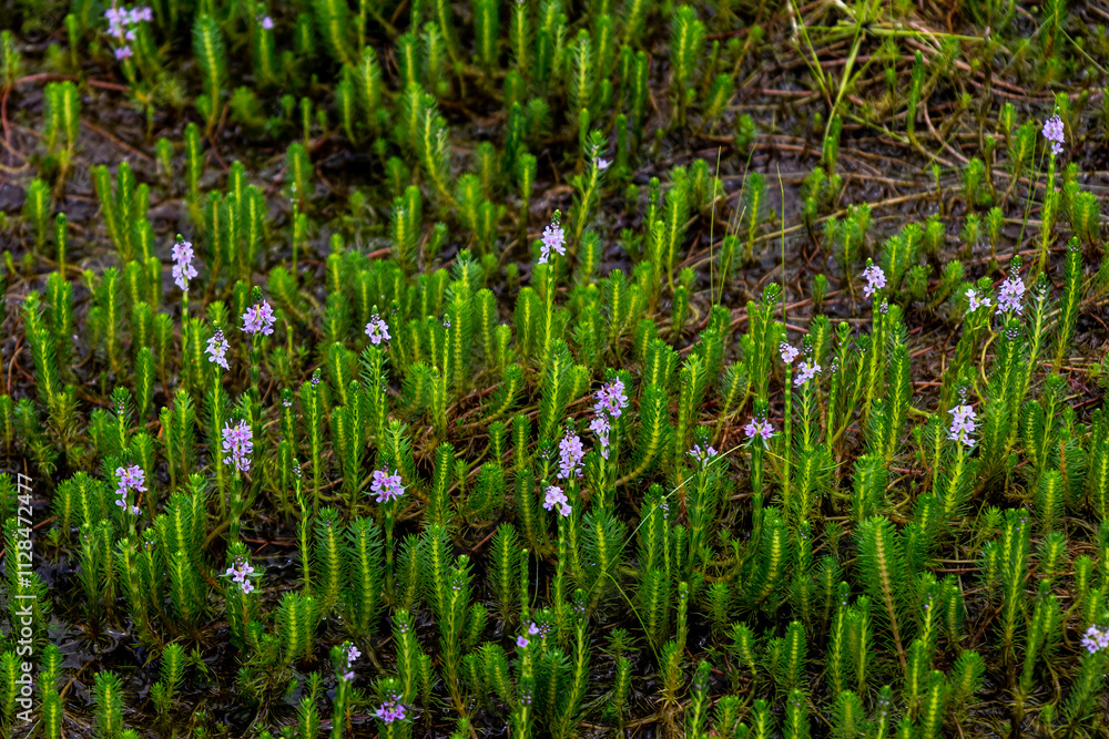 Obraz premium Myriophyllum aquaticum or parrotfeather watermilfoil in Burma has beautiful pink and purple flowers.
