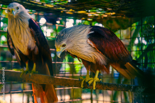 Injured Brahmini Kites or red hawks are in sanctuary. Once rulers of the sky, now trapped behind bars, the silent wings carry the weight of lost freedom and forgotten flights. photo