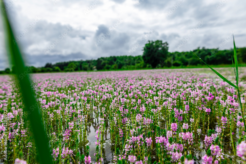 Myriophyllum aquaticum or parrotfeather watermilfoil in Burma has beautiful pink and purple flowers. Myriophyllum aquaticum or parrotfeather watermilfoil in Burma has beautiful pink and purple flowers.