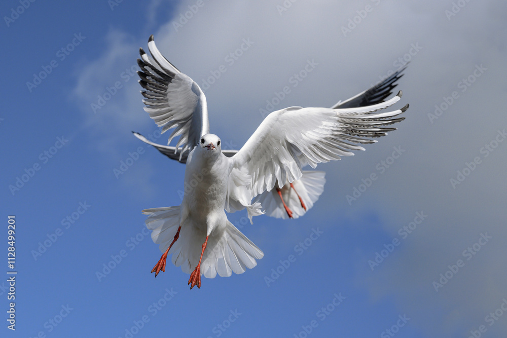 Obraz premium Black headed Gull, Larus ridibundus, winter plumage adult birds in flight