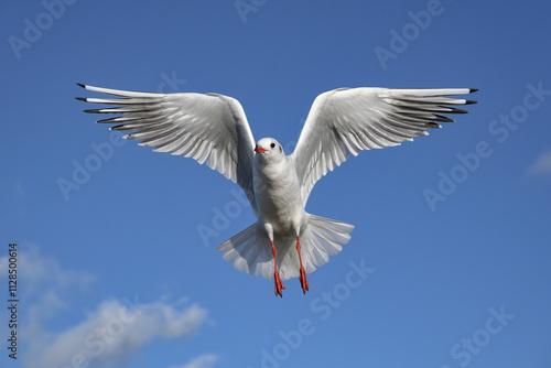 Black headed Gull, Larus ridibundus, winter plumage adult birds in flight photo