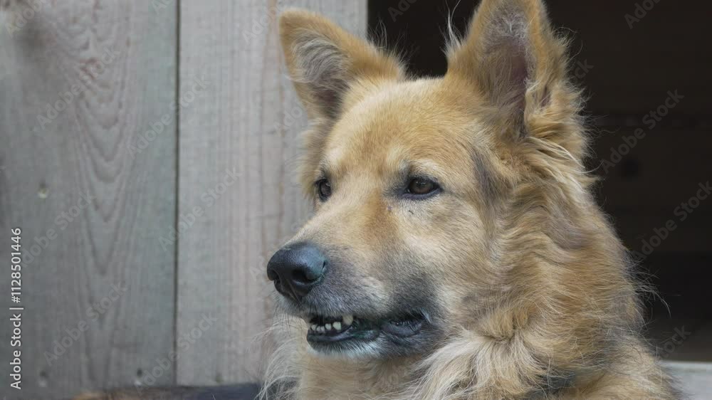 Dog, Open Mouth, Looking - A golden dog sits outside with its mouth open looking off to the side. Dog, Open Mouth, Looking - A golden dog sits outside with its mouth open looking off to the side.