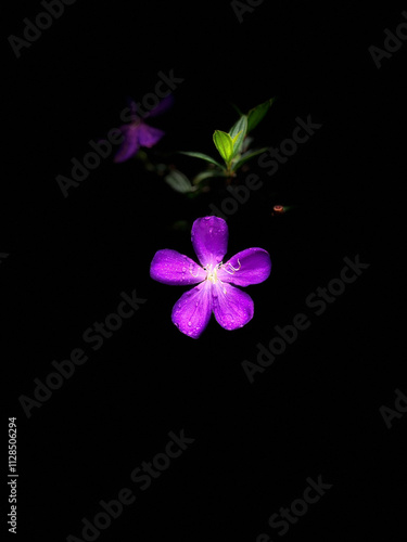 Tibouchina semidecandra flower on black background 