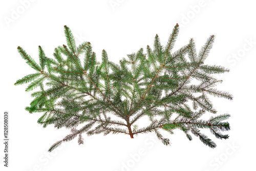 Obraz na płótnie Spruce branches isolated on white background. Fir branches isolated. w salonie