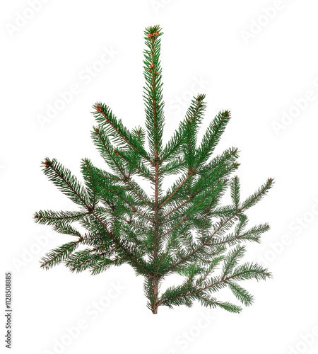 Spruce branches isolated on white background. Fir branches isolated.