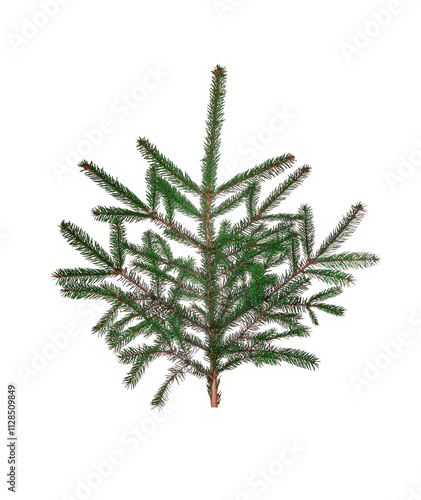 Obraz na płótnie Spruce branches isolated on white background. Fir branches isolated. w salonie