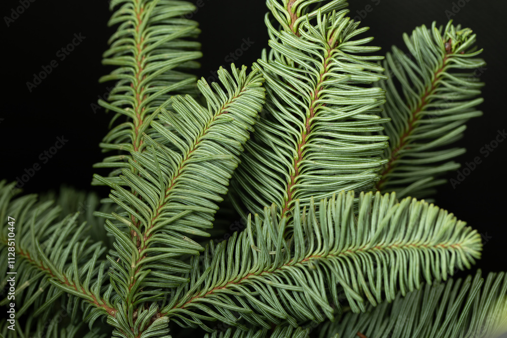 Beautiful spruce branch. Macro photography of spruce branch. Evergreen tree design. Beautiful spruce branch. Macro photography of spruce branch. Evergreen tree design.