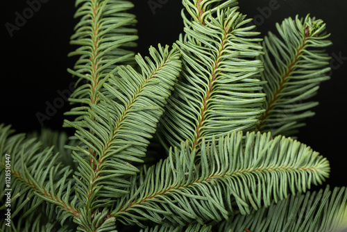 Beautiful spruce branch. Macro photography of spruce branch. Evergreen tree design.