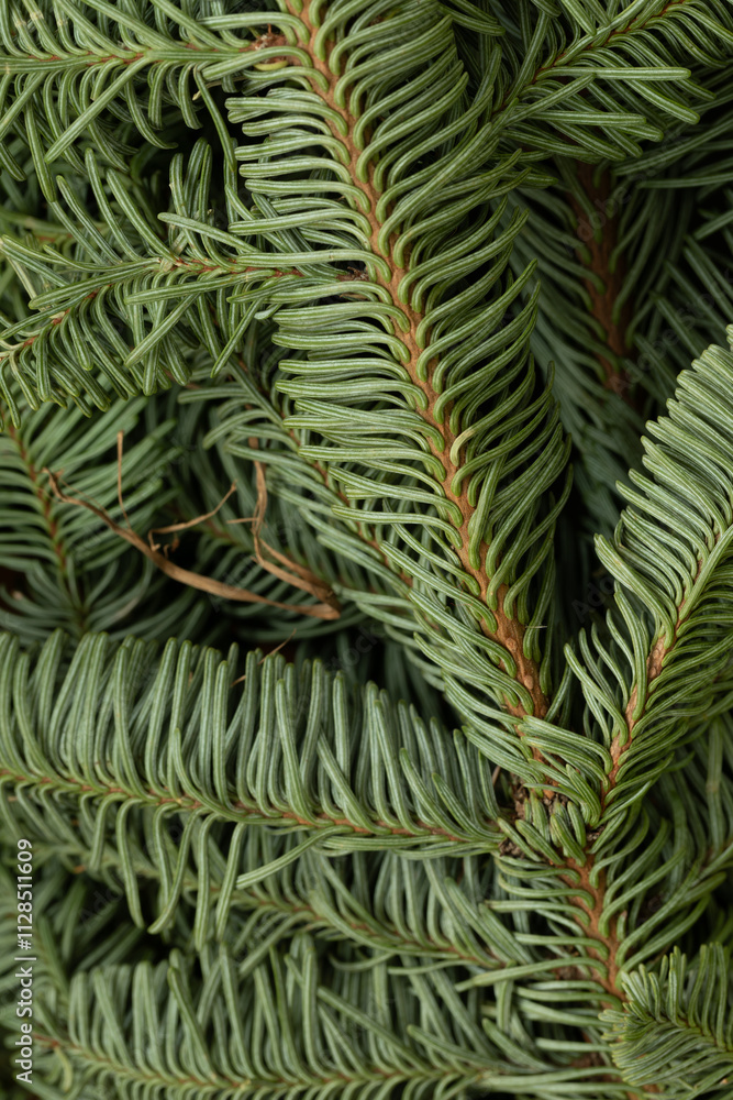 Beautiful spruce branch. Macro photography of spruce branch. Evergreen tree design. Beautiful spruce branch. Macro photography of spruce branch. Evergreen tree design.