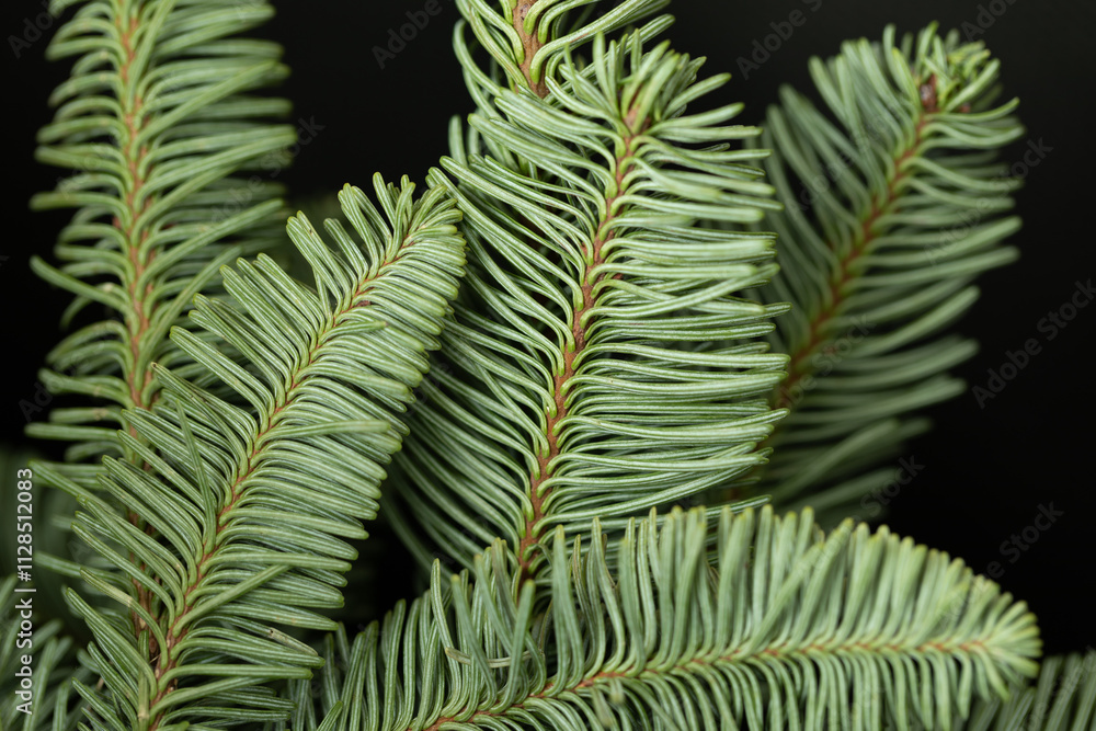Beautiful spruce branch. Macro photography of spruce branch. Evergreen tree design. Beautiful spruce branch. Macro photography of spruce branch. Evergreen tree design.