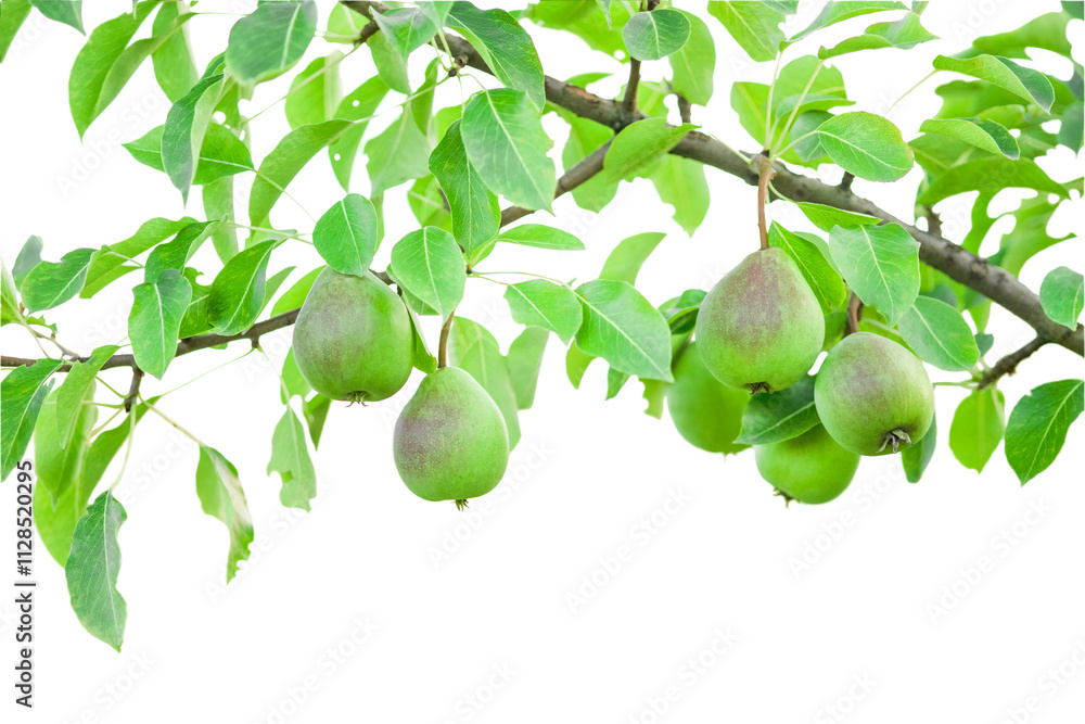 Pear tree branch isolated on white background Pear tree branch isolated on white background