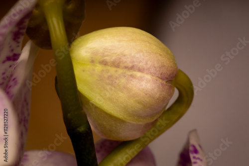 Healthy looking big bud in bloom blossom pink petals of Orchid flower against a low key dark green background