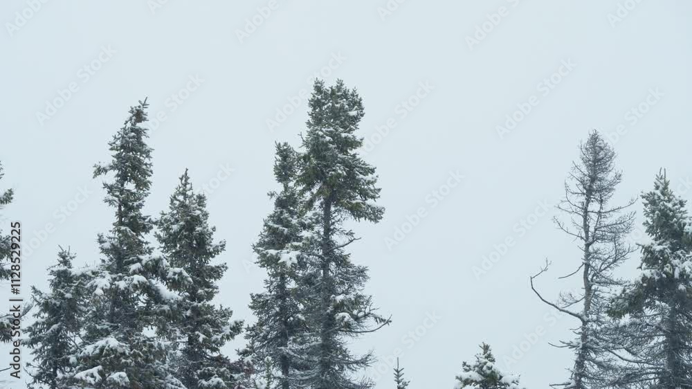 Slow pan of winter pine tree tops swaying gently in the wind with snowfall and white sky Slow pan of winter pine tree tops swaying gently in the wind with snowfall and white sky