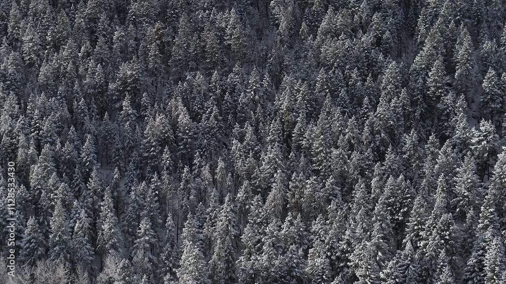 Winter Christmas Trees wonderland frosted Rocky mountainside forest snowy meadow valley aerial drone Conifer Evergreen Colorado sunny Evergreen Conifer trees Meadows Denver Park Birdseye right motion Winter Christmas Trees wonderland frosted Rocky mountainside forest snowy meadow valley aerial drone Conifer Evergreen Colorado sunny Evergreen Conifer trees Meadows Denver Park Birdseye right motion