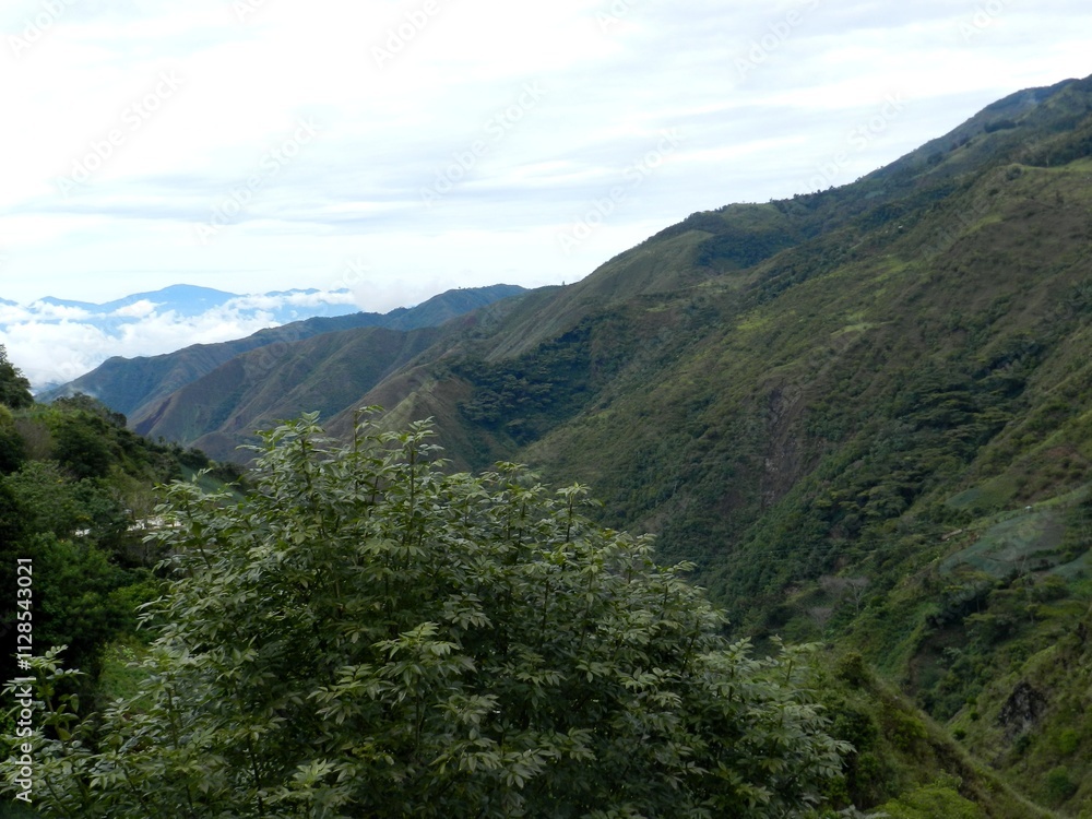 Naturaleza: agotamiento vegetal en la montaña Naturaleza: agotamiento vegetal en la montaña