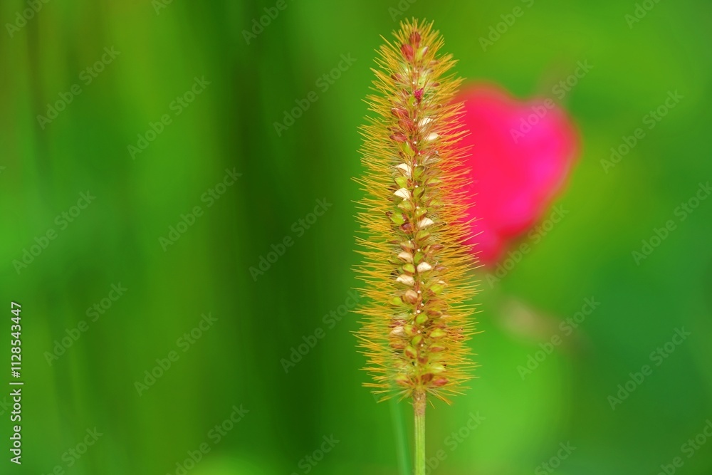 Fototapeta premium close up of flower