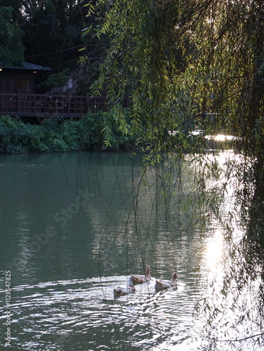 swan on the lake