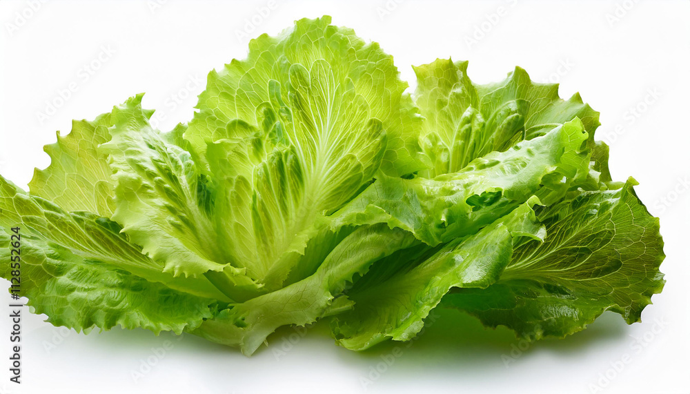 Lettuce organic salad, fresh green hydroponic vegetable isolated on white background Lettuce organic salad, fresh green hydroponic vegetable isolated on white background