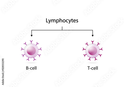 Cells of adaptive immune system. T cell and B cell. T- lymphocyte and B-lymphocyte. Vector illustration.