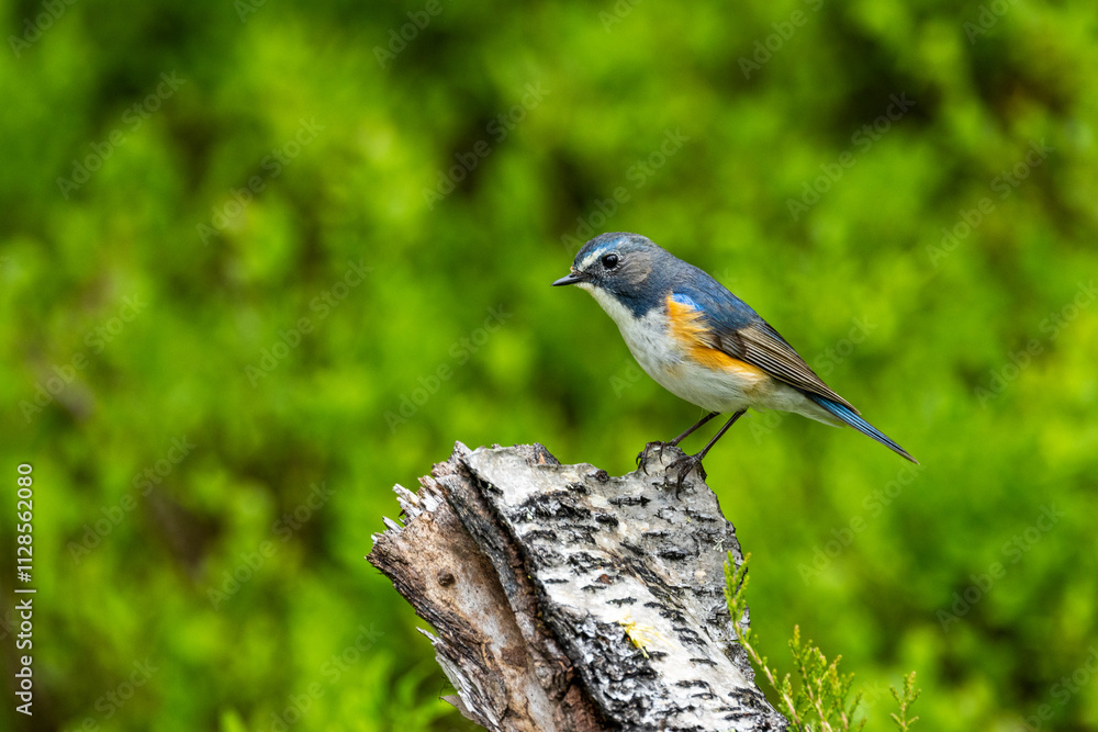 Colorful Red-breasted flycatcher standing on a Birch stump in a Valtavaara old-growth forest near Kuusamo, Northern Finland Colorful Red-breasted flycatcher standing on a Birch stump in a Valtavaara old-growth forest near Kuusamo, Northern Finland