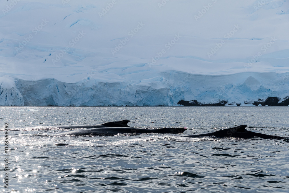 Fototapeta premium Close-up of the back of a diving humpback whale -Megaptera novaeangliae- including the dorsal fin and blow hole. Image taken in the Graham passage, near trinity island, in the Antarctic peninsula.