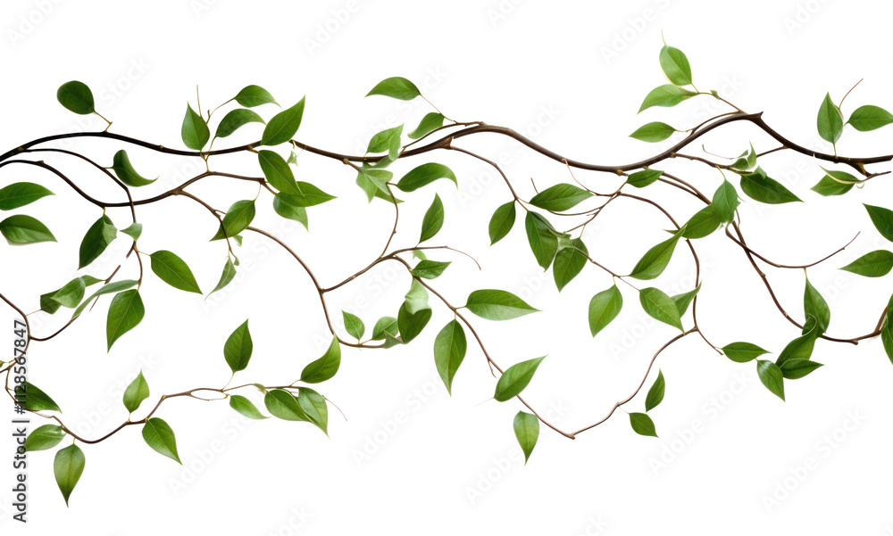 Fototapeta premium PNG Vine plant leaf vine.