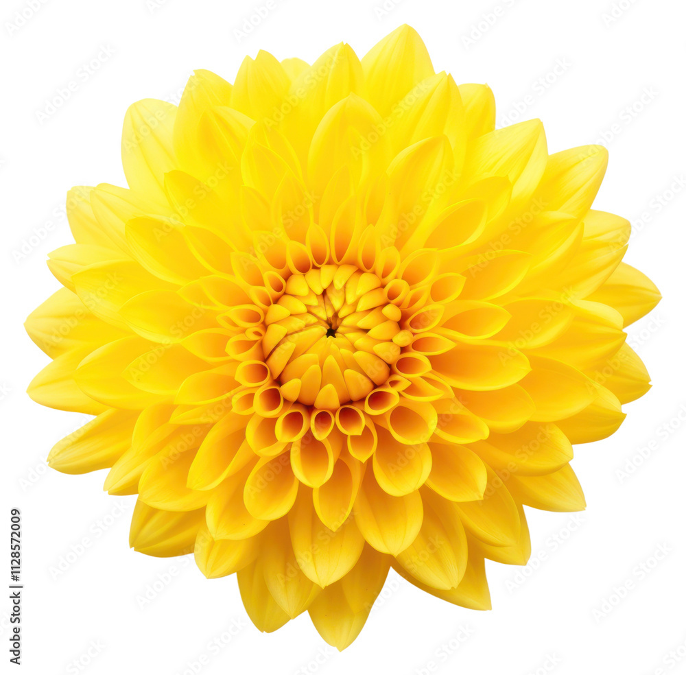 PNG Yellow Chrysanthemum flower dahlia petal. PNG Yellow Chrysanthemum flower dahlia petal.