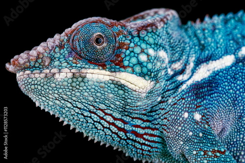 Panther chameleon (Furcifer pardalis) male