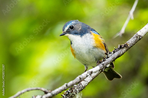 Close-up of a colorful Red-flanked bluetail perched in a summertime old-growth forest near Kuusamo, Northern Finland	 photo