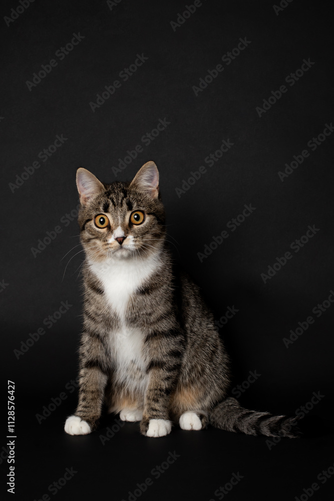 striped young kitten plays on black background