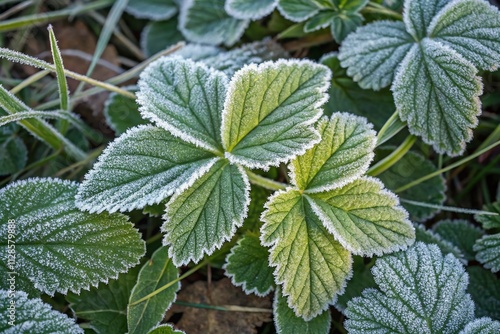 Aerial View of Frost-Covered Leaves in Winter: Nature’s Icy Artwork Captured from Above with Intricate Patterns and Textures Highlighted by Soft Morning Light