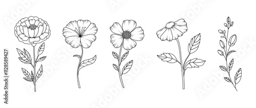 Collection of flowers in rustic hand drawn style. Minimalistic Herbal Botanical Doodle Set. Line art and clip art. Silhouette. editable strokes. Elements and shapes. Frame. Vintage sketch. Cut out