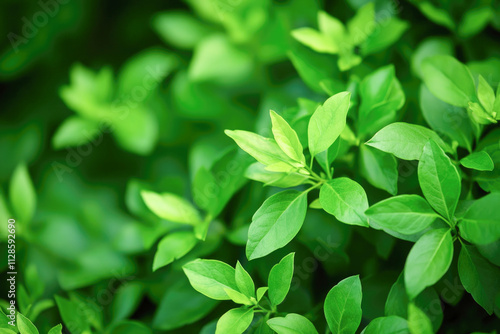 Vibrant green leaves in lush foliage background