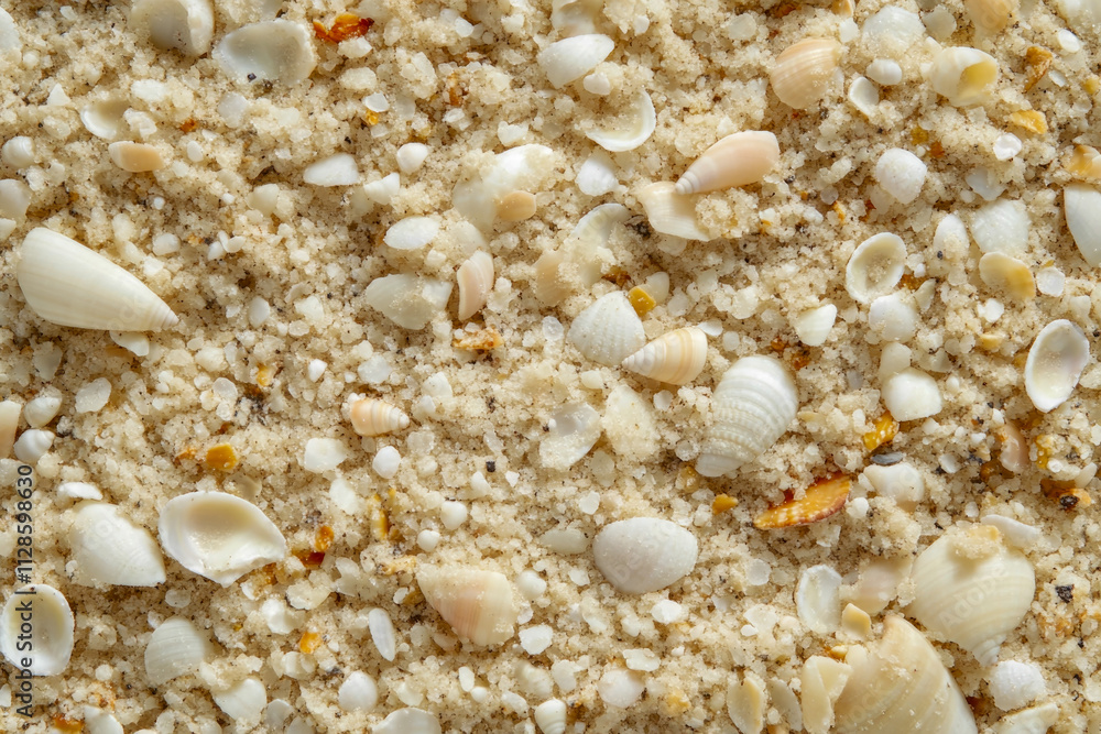 Close-up of assorted seashells on sandy beach surface Close-up of assorted seashells on sandy beach surface