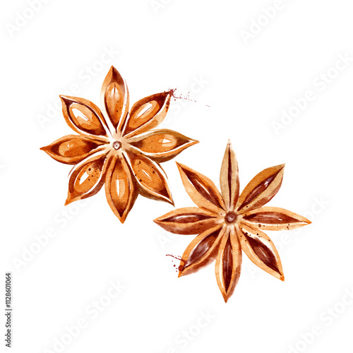 Kitchen herbs and spices. Vector illustration. Watercolor anise