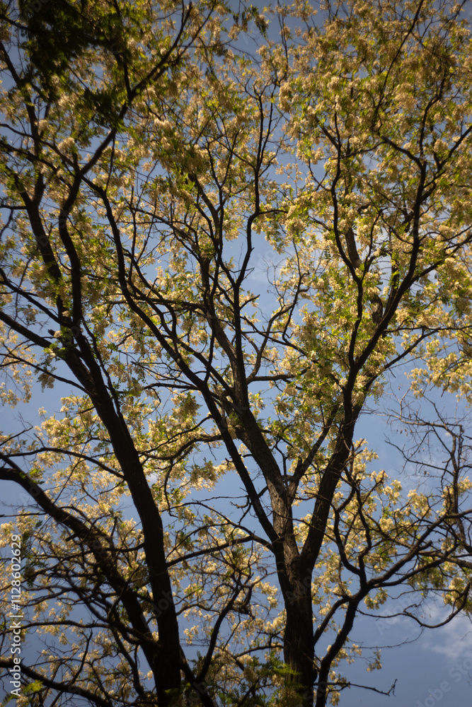 beautiful spring flowers on a tree beautiful spring flowers on a tree