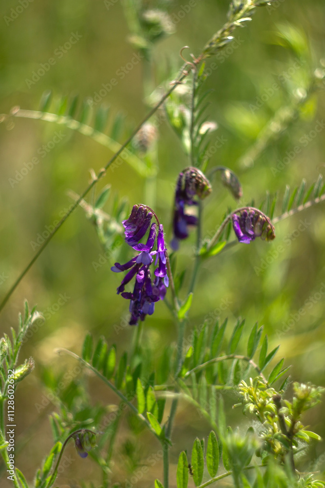 a selective focus shot of a beautiful purple butterfly in the forest a selective focus shot of a beautiful purple butterfly in the forest